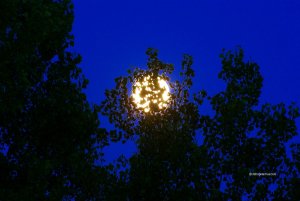 The Full Moon behind Dogwood Trees